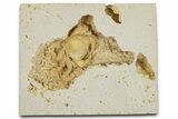 Sparkling, Fossil Crab (Potamon) Preserved in Travertine - Turkey #379400-2